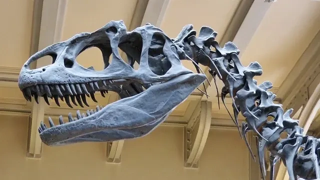 Saurornitholestes: Et sjældent eksempel på en dansk rovdinosaur